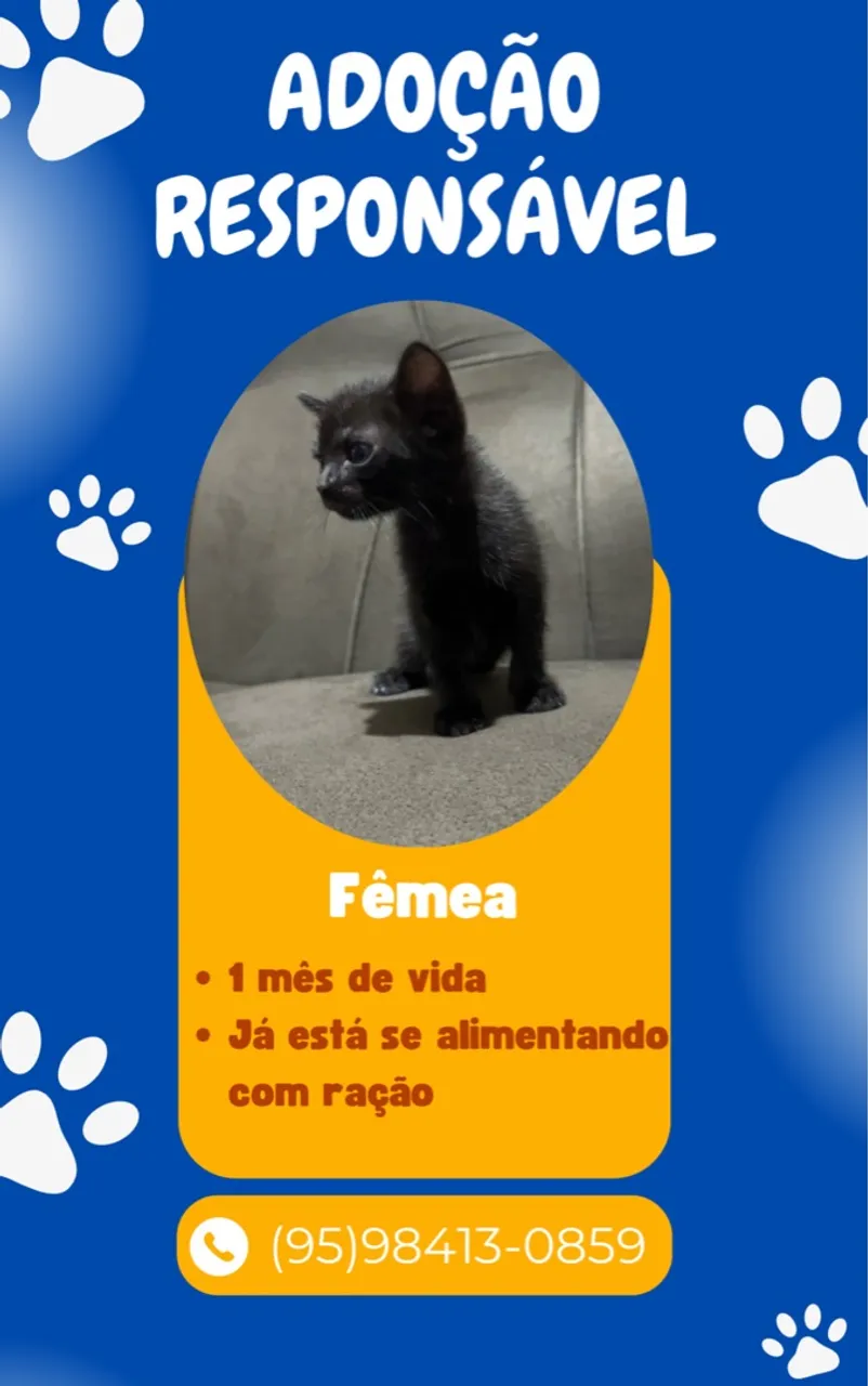 Gatinhos para Adoção Responsável - 1 mês de Vida