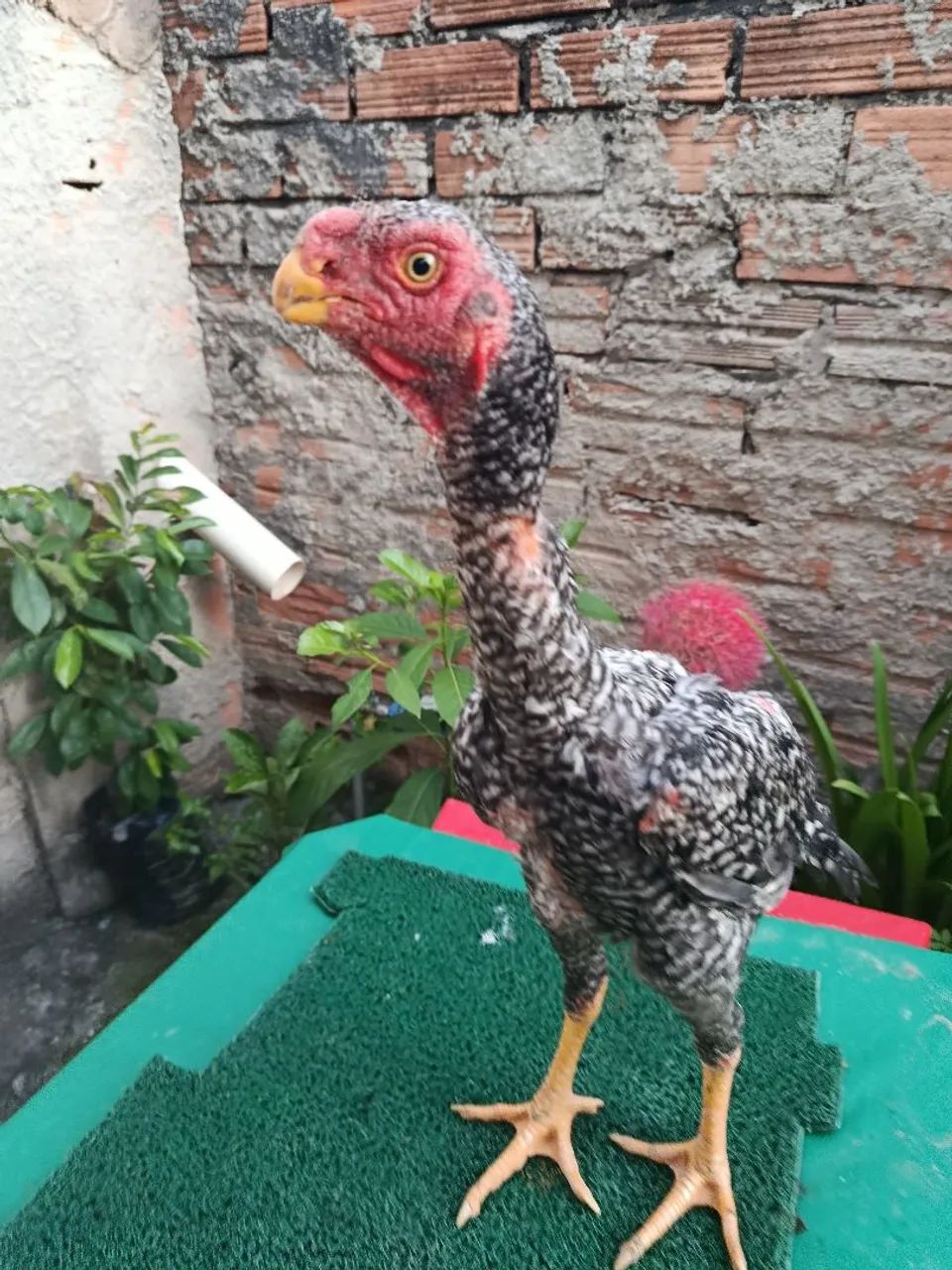 Frango assel bico curto 