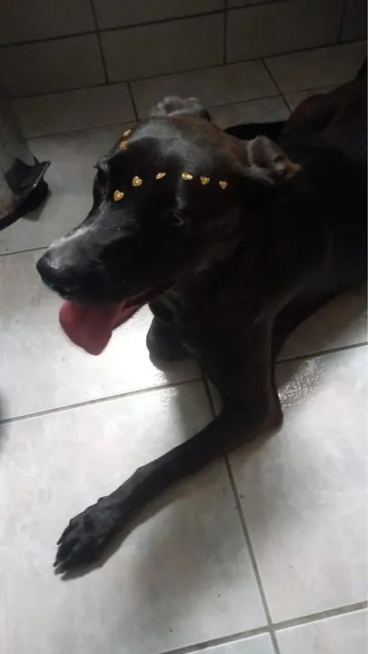 1 cachorro(fêmea) disponível para adoção - Foto 2