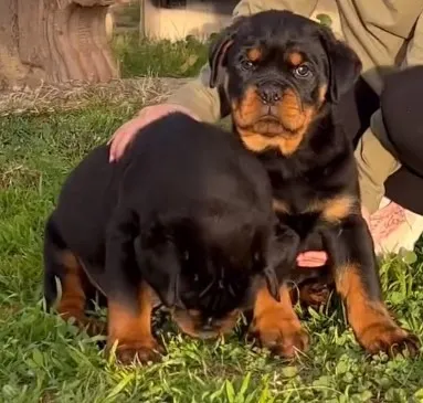 Trabalho Sério com Rottweiler de Padrão Elevado - Converse Comigo no WhatsApp
