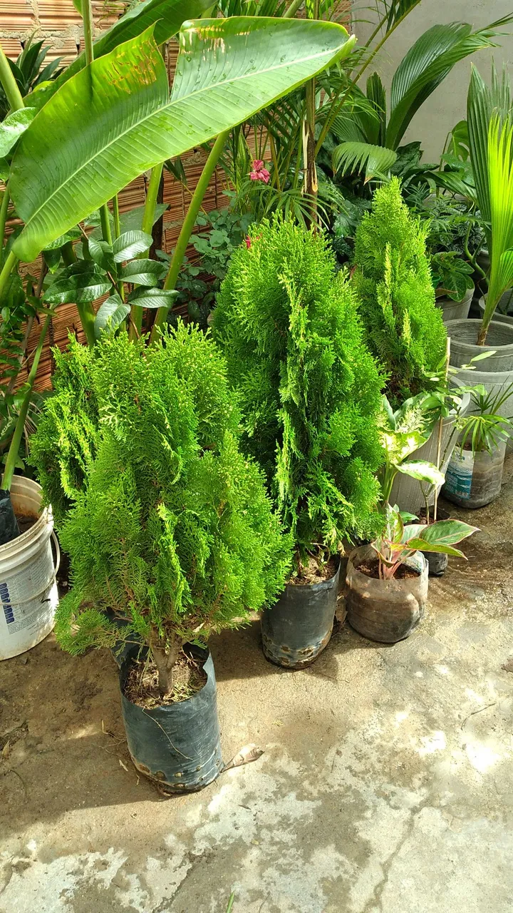 Mudas de Tuia anã para Jardinagem e Paisagismo