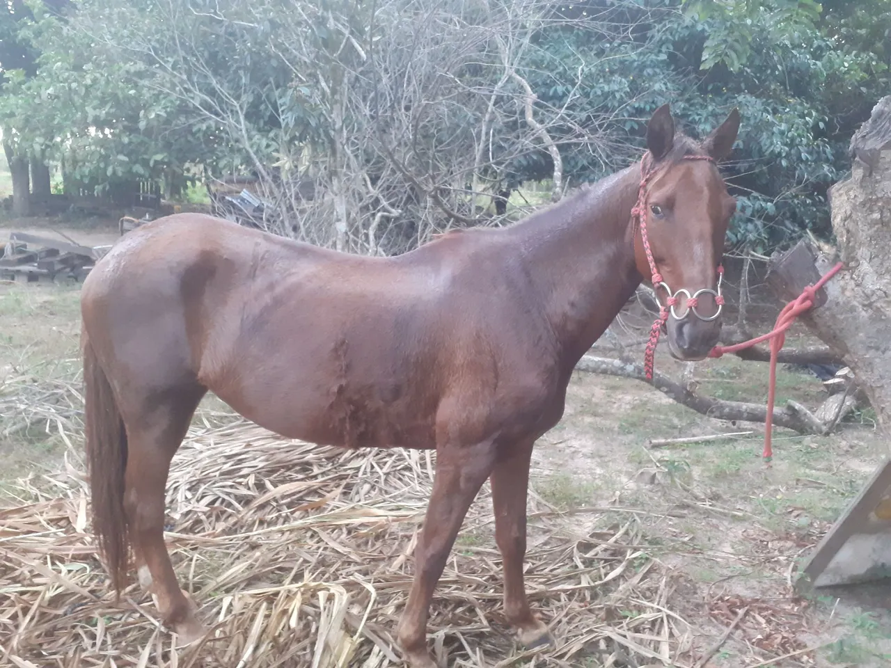 Cavalo disponível para venda
