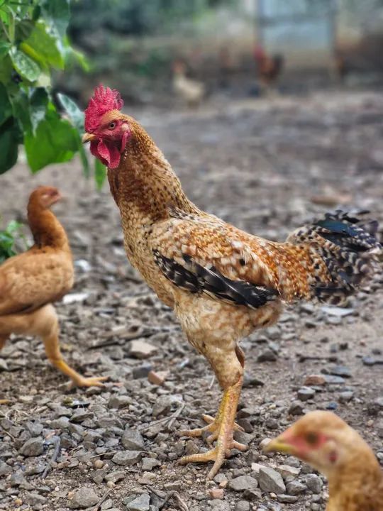 Galo e Galinha - preço a combinar 