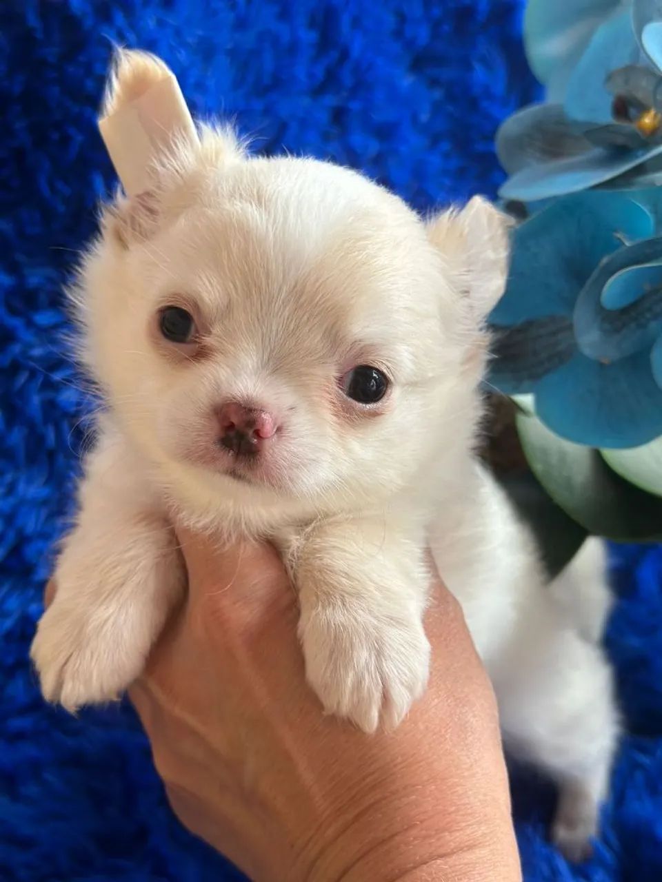 Chihuahua macho pêlo longo creme e branco. Um amor de filhote!