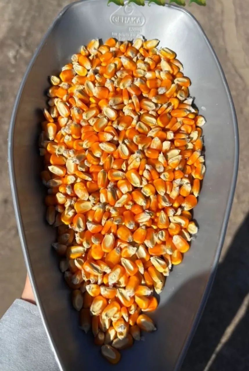 Milho em Grãos Safra Nova Passado em Peneira de Limpeza somente em sacas de 60 kg