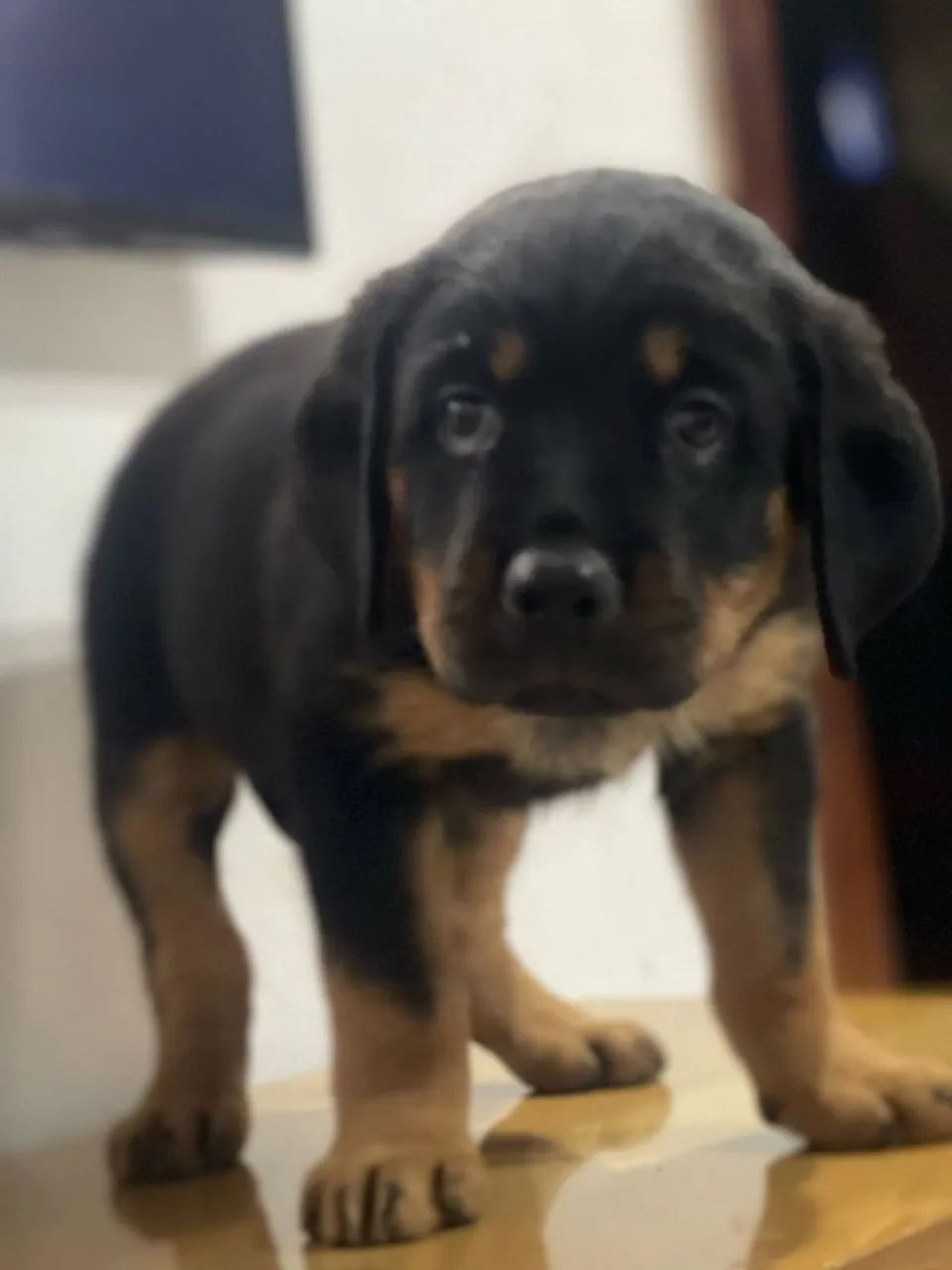 Filhote Rottweiler - lindo e brincalhão(Com pedigree)