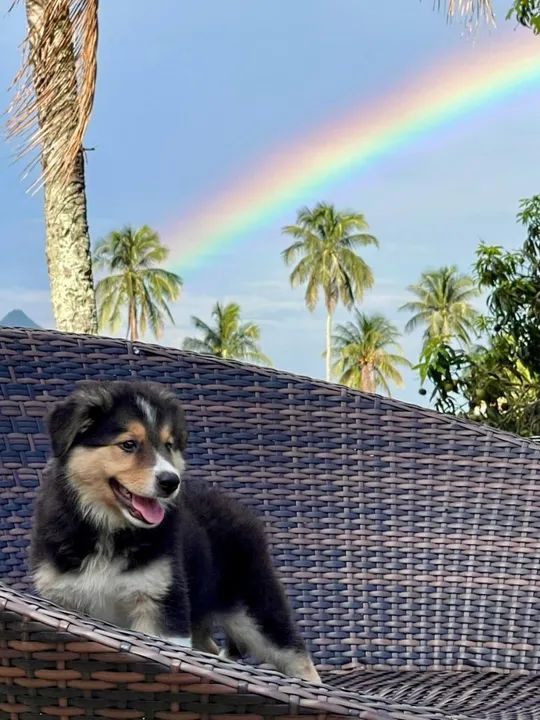 Filhote Border Collie - Lindíssimo! - Foto 5