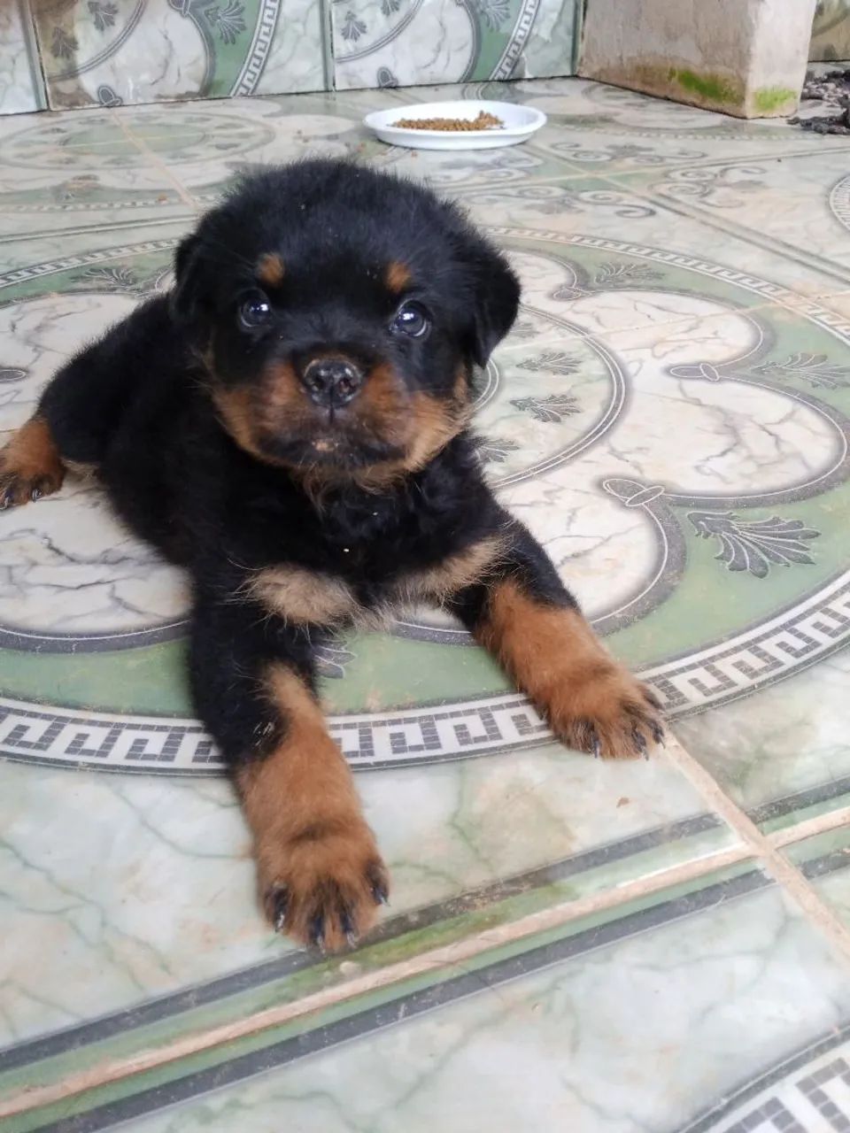 Rottweiler  - Foto 2