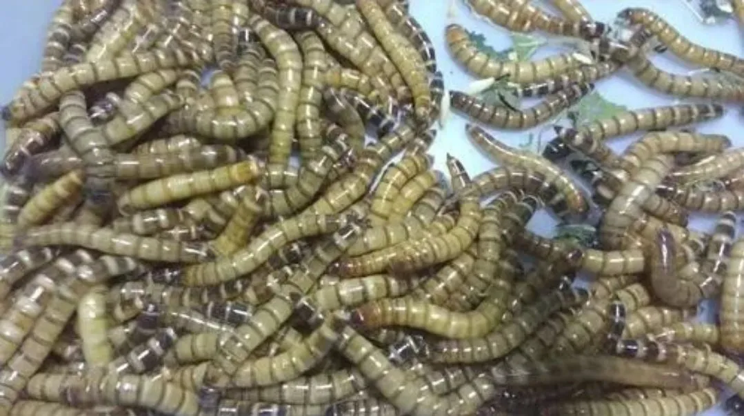 Larvas de Tenébrio Gigante - 50 unidades por 10 reais - Alimento vivo