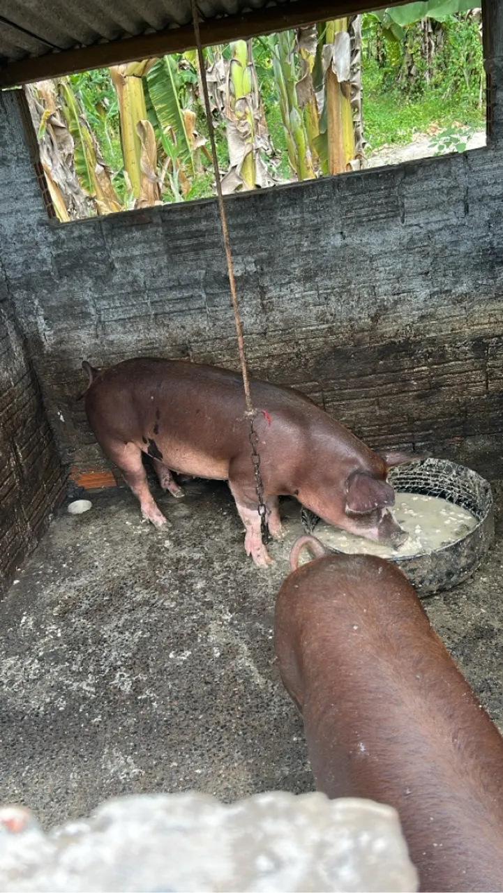 Porcos para venda