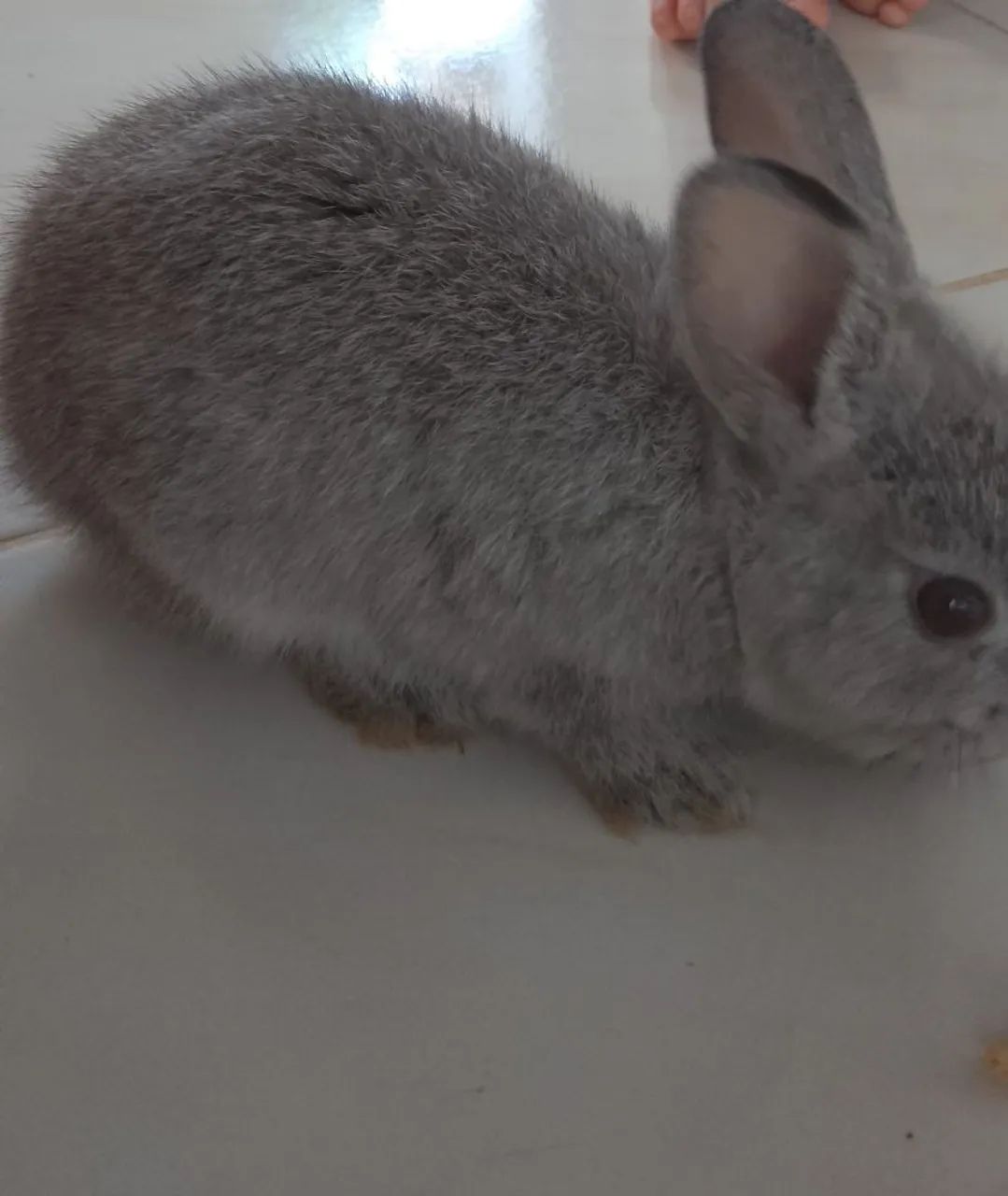 Coelhos filhotes64706126018819122