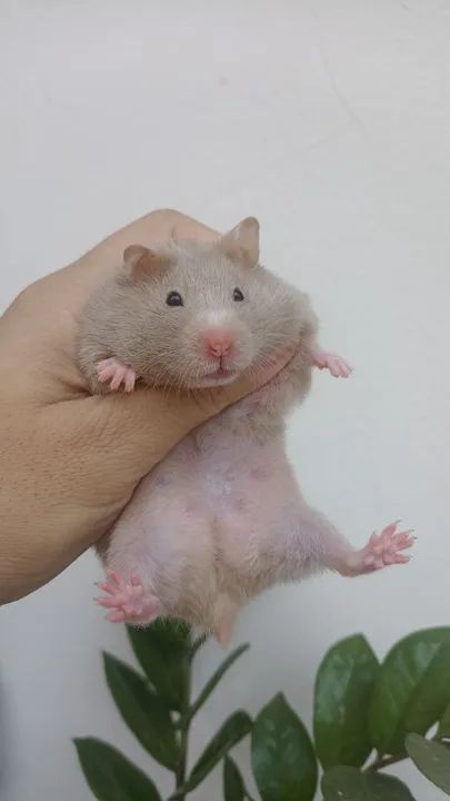 Hamster Sírio já desmamados em Campinas