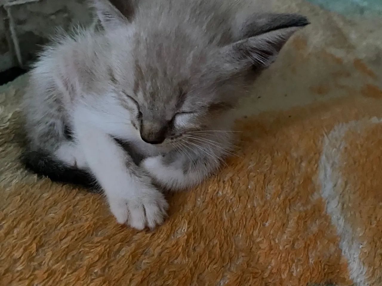 Quatro lindos gatinhos a espera de um lar  - Foto 5