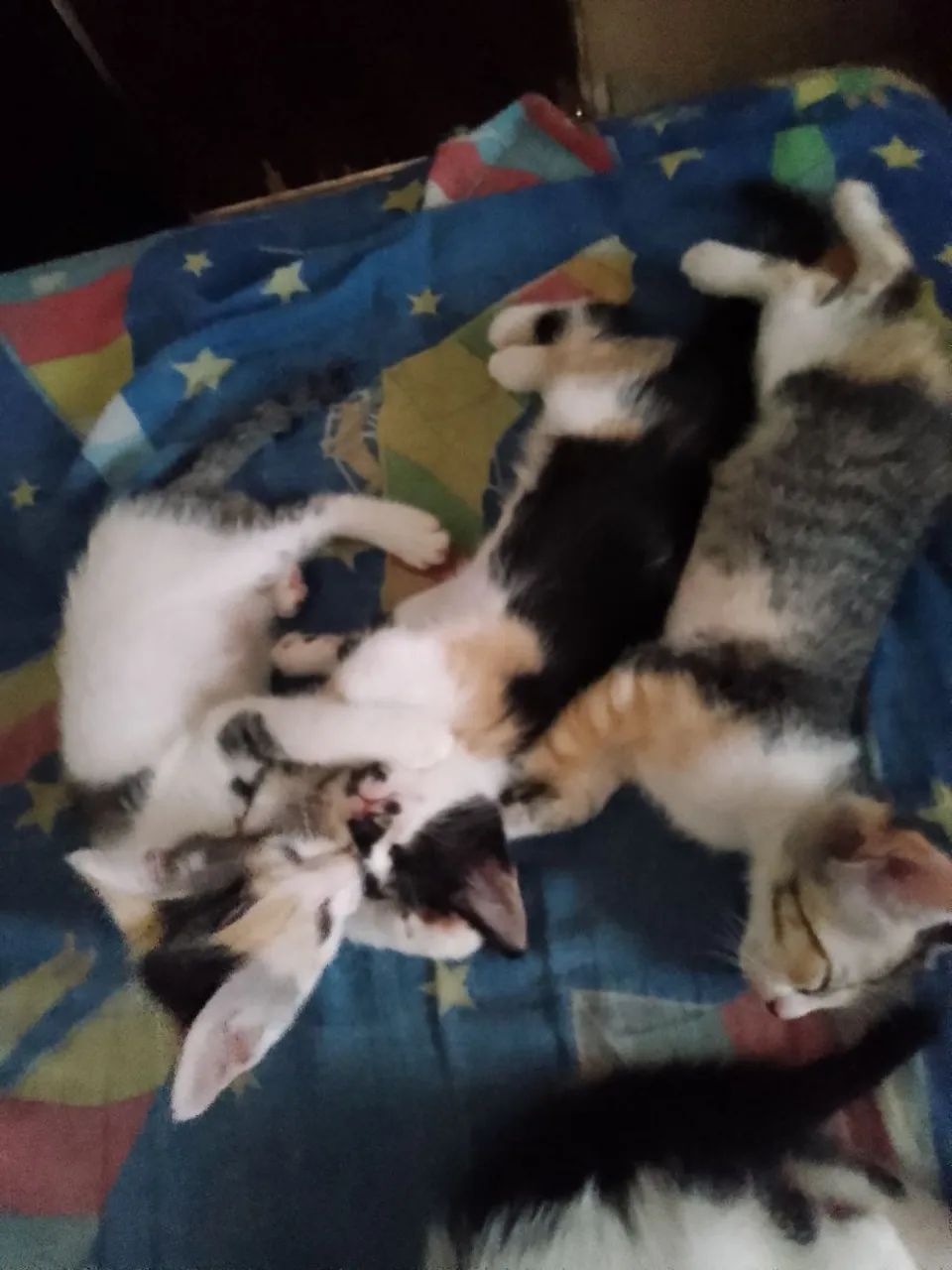 Gatinhos para adoção - Filhotes fofos! - Foto 3