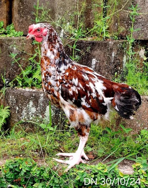 Frangos(a) GSB  Linda Plumagem - Foto 2