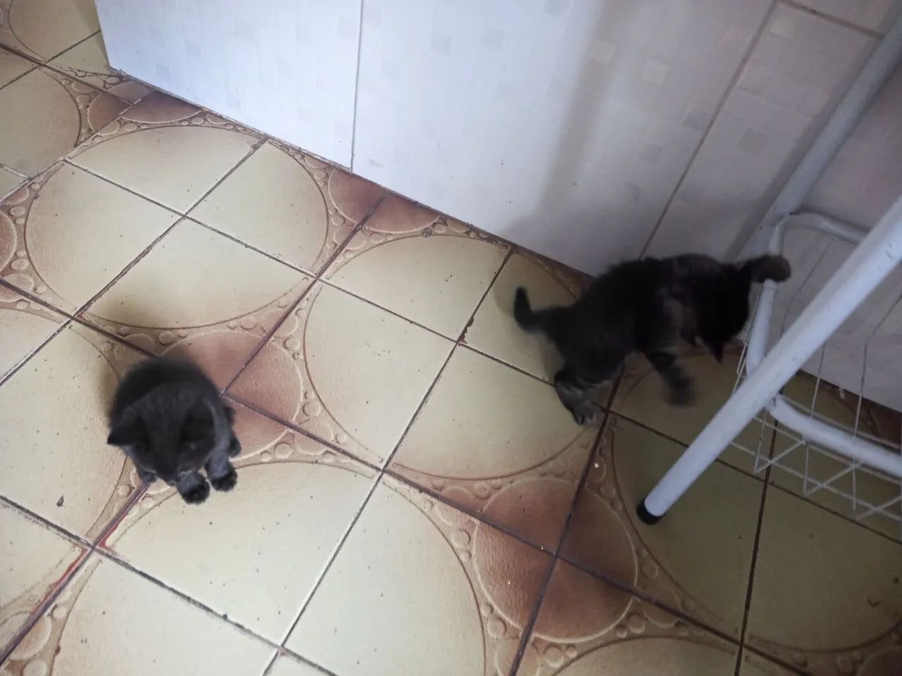 Gatos para doação dois pequeno e um grande - Foto 2