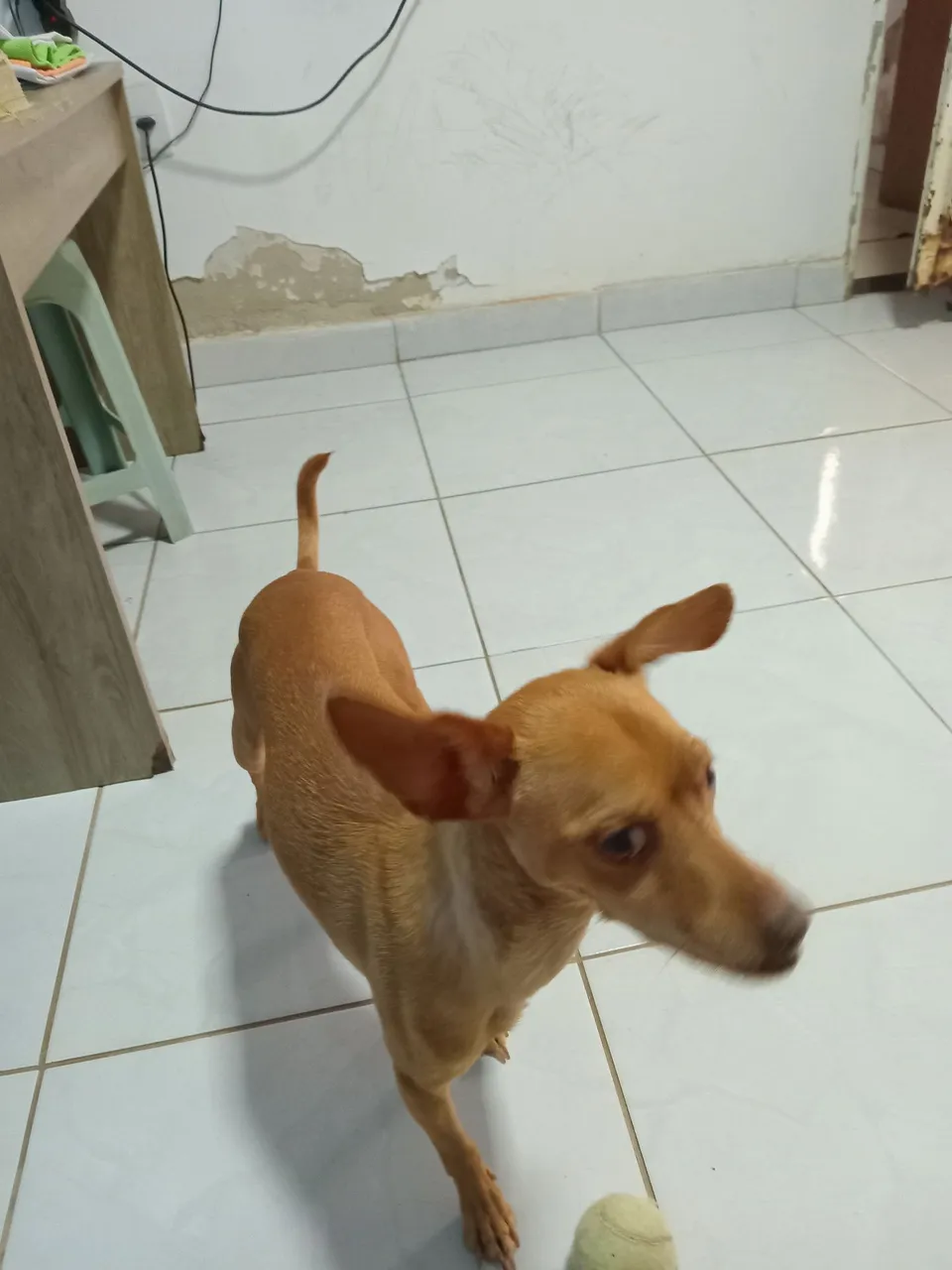 Cachorro Pinscher para adoção