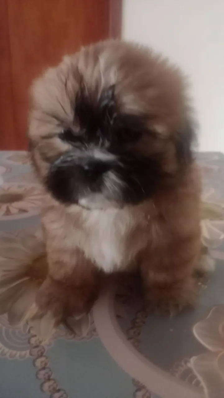 Filhotes Shih tzu