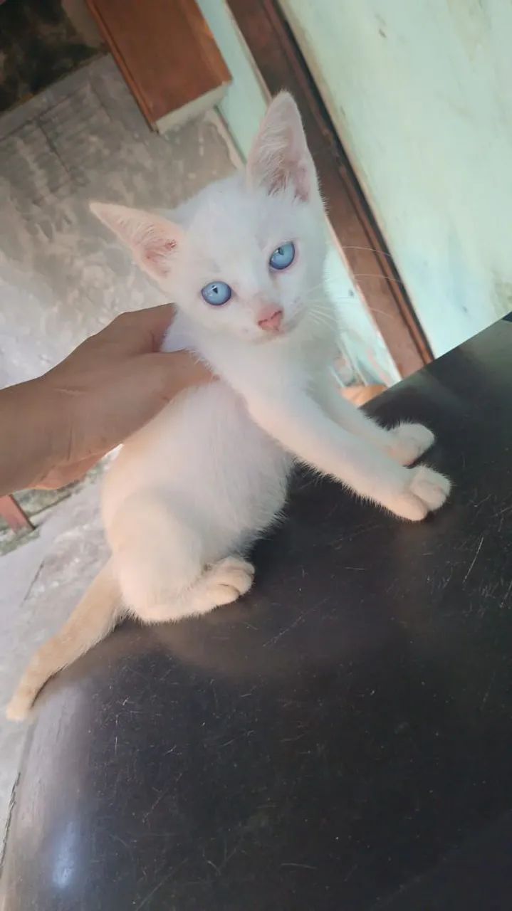 Lindos Gatinhos Siamês - Foto 2