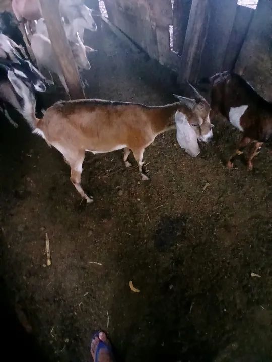 Vendo bodes machos e femias apartir de R$500,00 - Foto 5