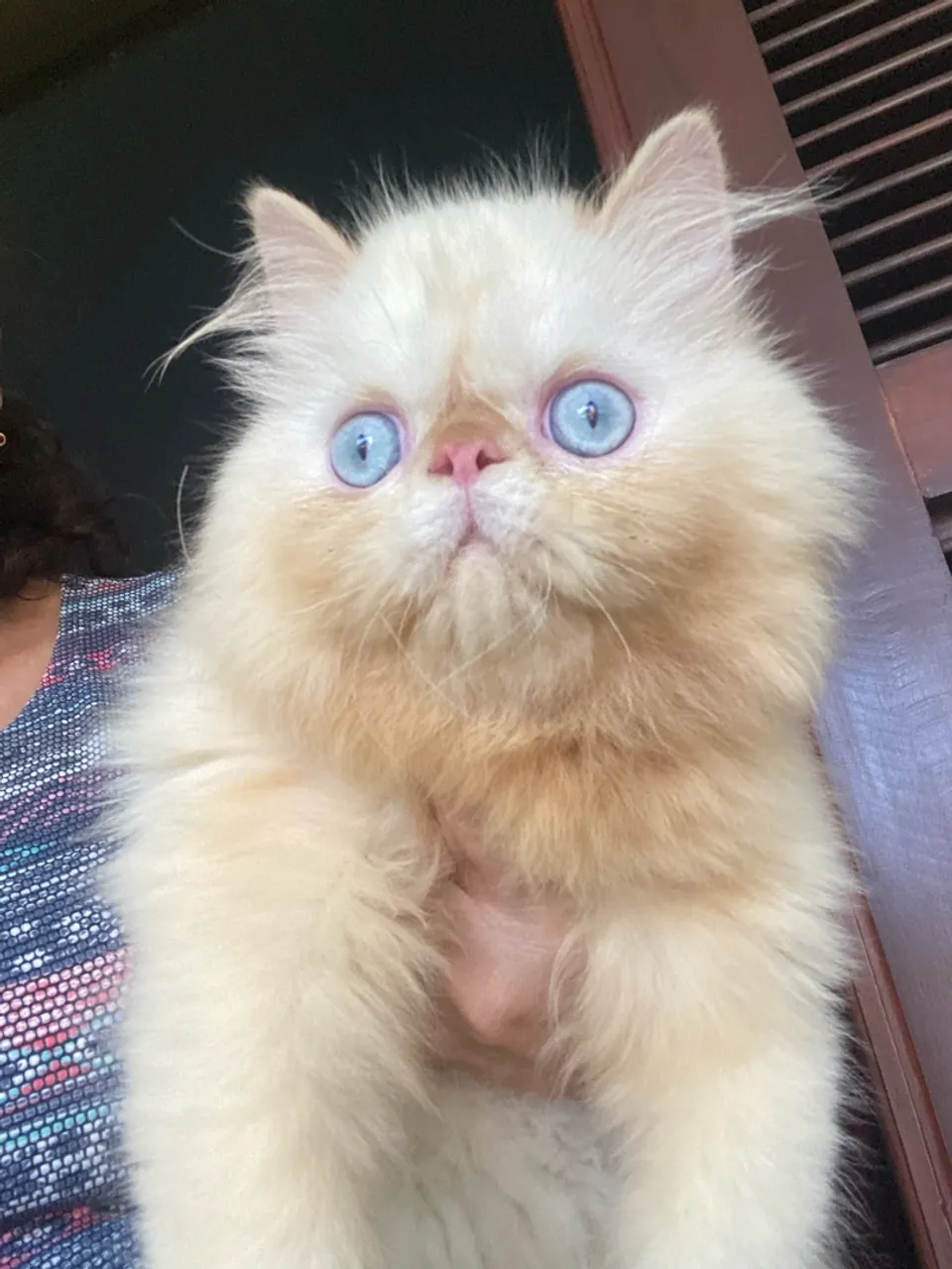 Gatinho Persa de Olhos Azuis