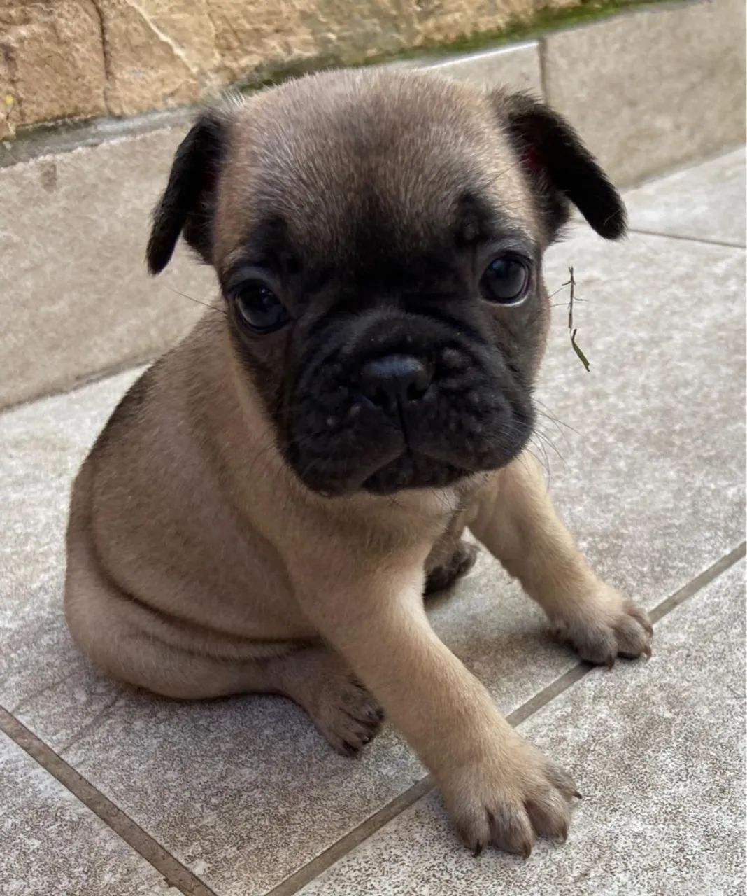 Filhote de Pug adorável 