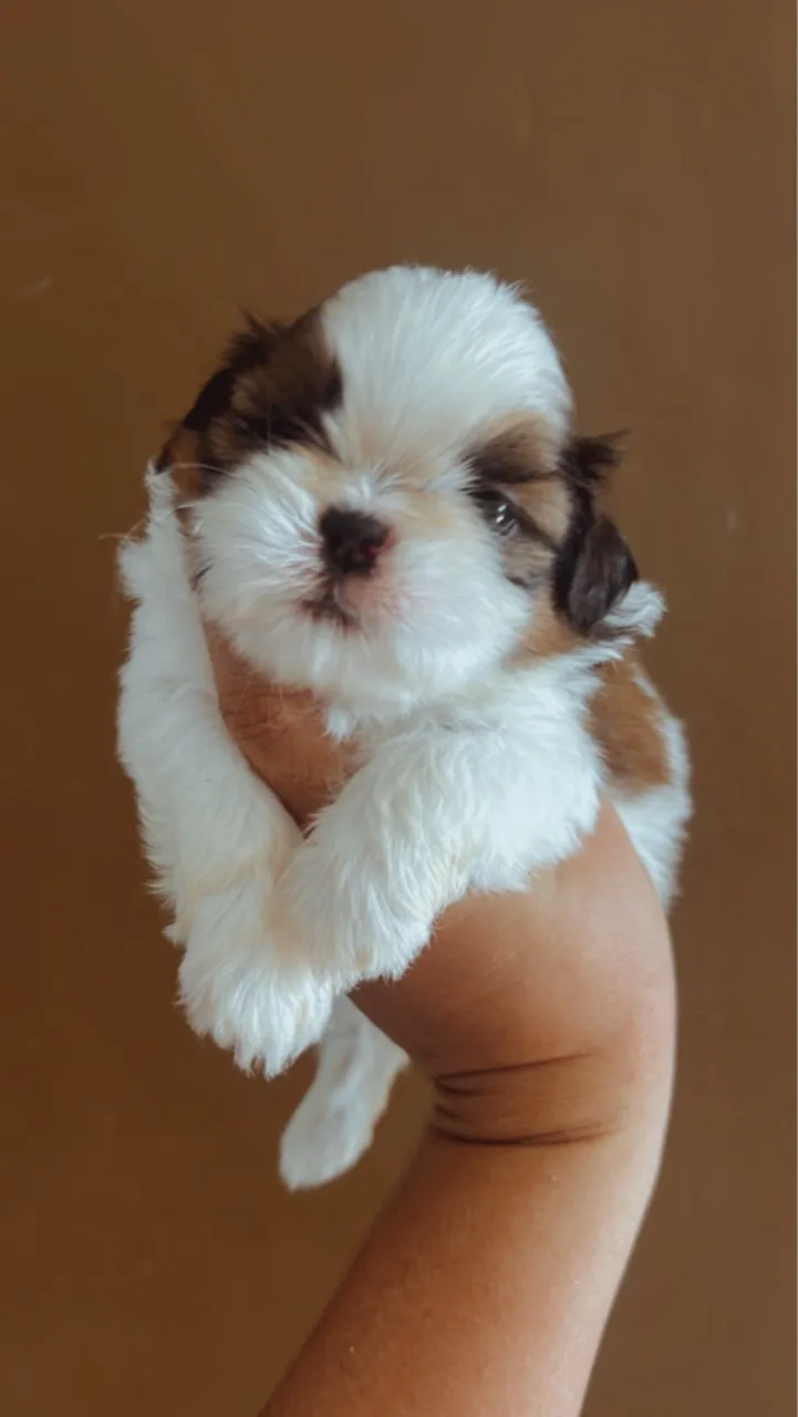 Vende se lindos filhotes de SHIHTZU