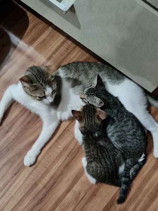 Mãezinha e filhotinhas fêmeas 