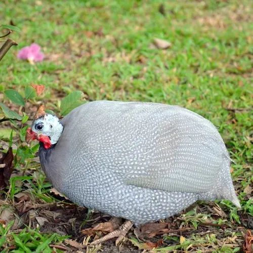 Ovos de Galinha Da Angola Lavanda -Reservas 