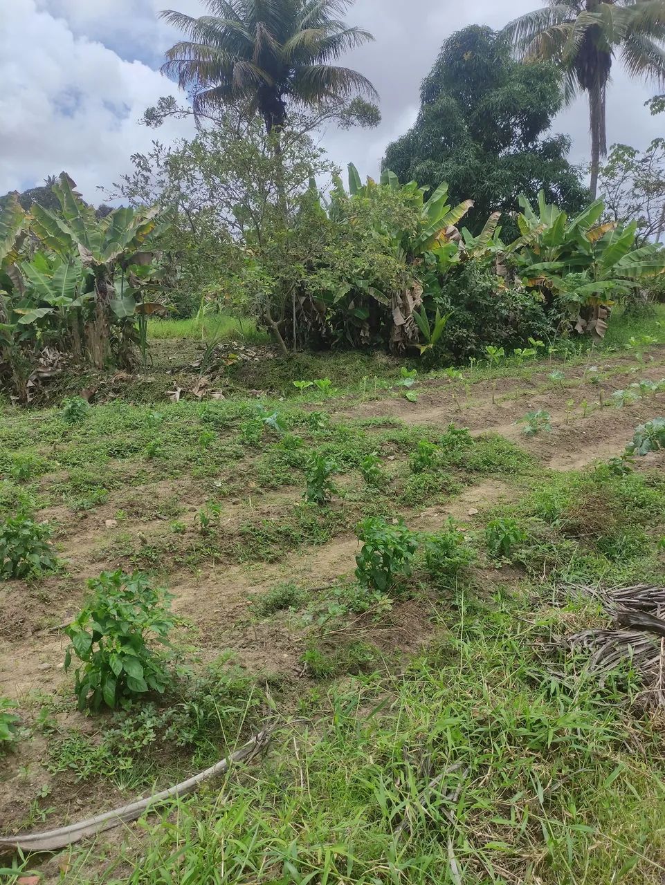 Sítio com casamuito bom na cidade  - Foto 7