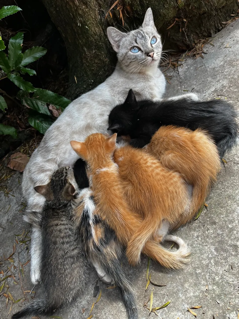 Filhote de Gato - Gatinhos fofos para adoção 