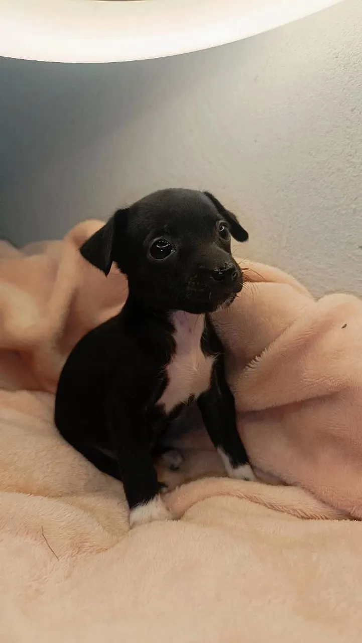 Pinscher Zero miniatura Fêmea.