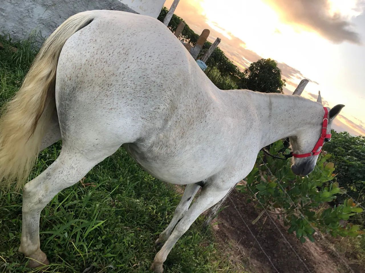 Egua mangalarga pra vender  - Foto 2