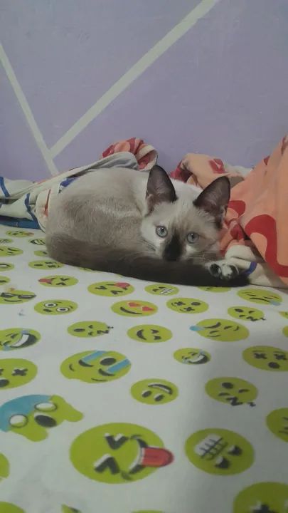 Fêmea disponível para adoção  - Foto 4