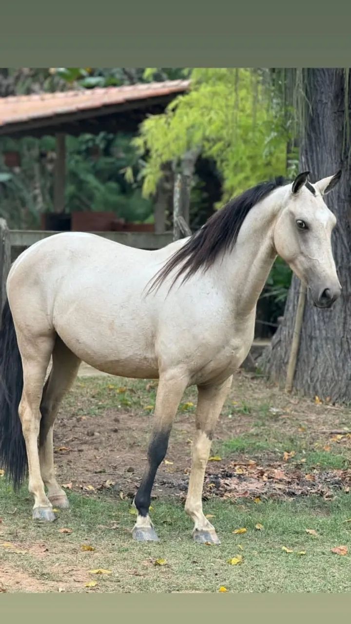 Cavalo  castrado marcha batida