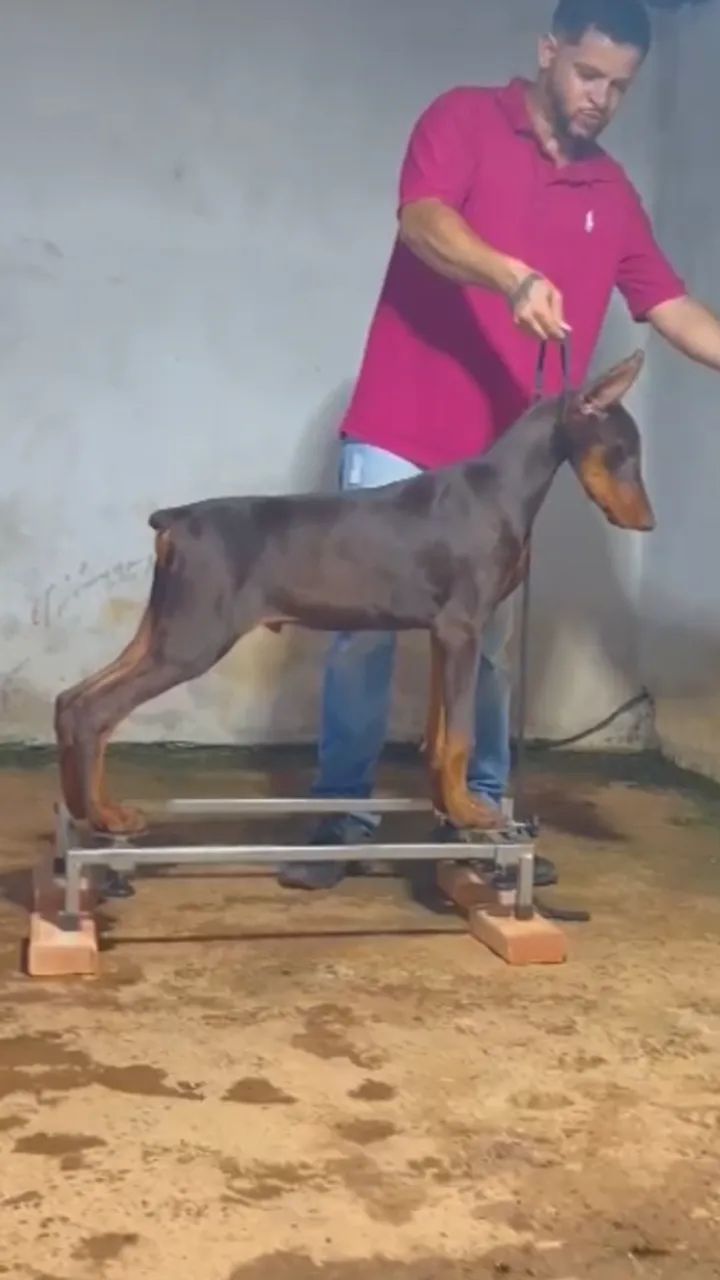 Filhote de Doberman macho! Altíssimo nível  - Foto 2
