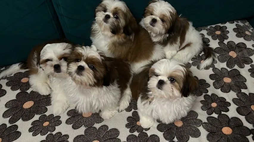 Shih-Tzu branco e creme super pequenos 