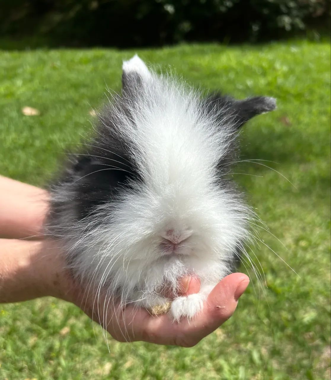 Mini Coelho Mini Lop Fuzzy Fêmea - Foto 2