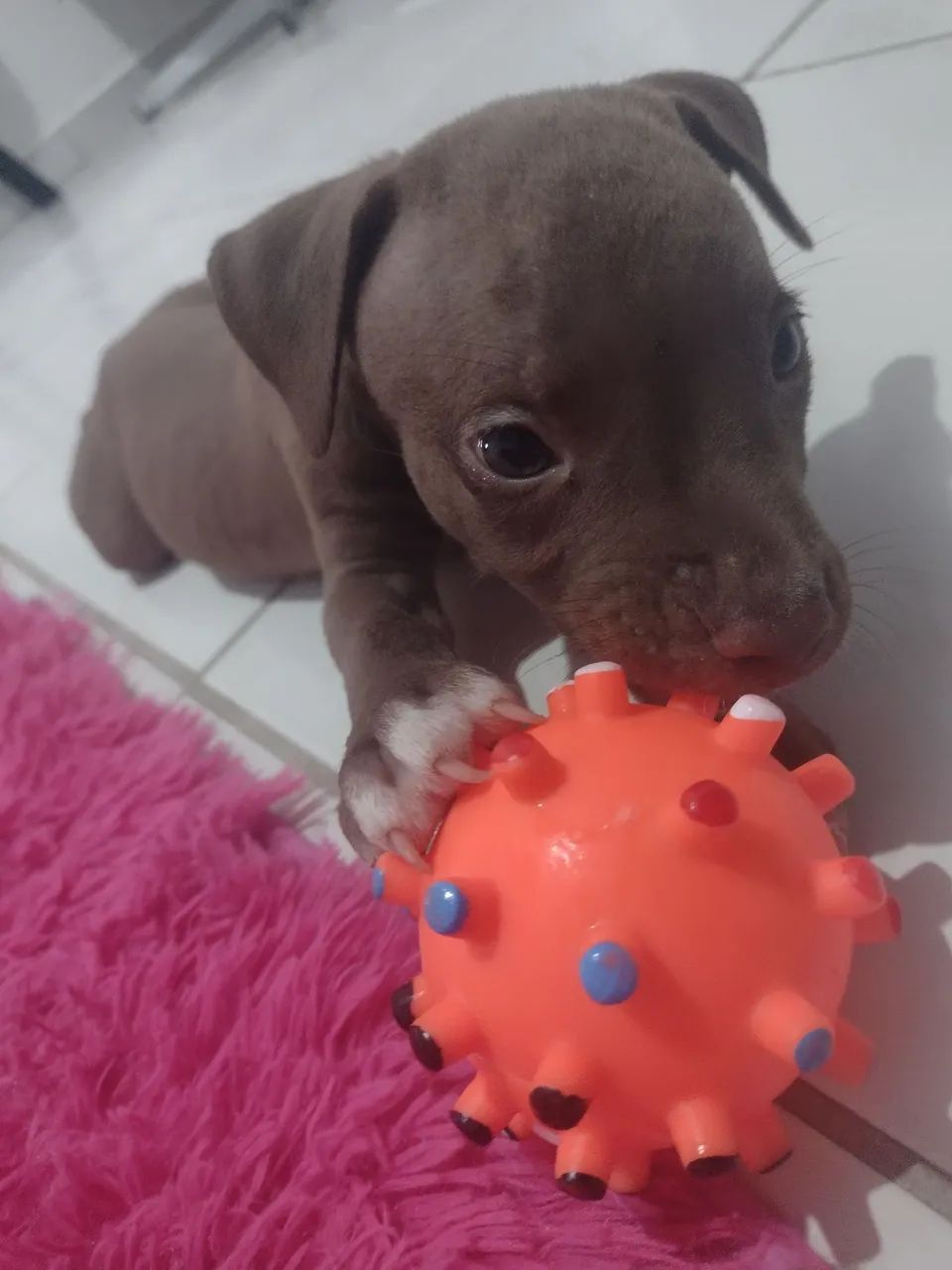 Filhote de Pitbull - Foto 2