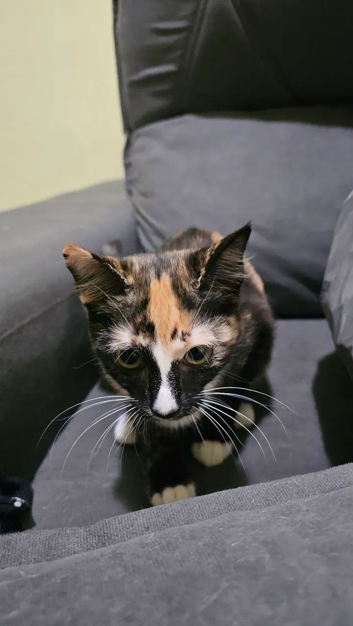 Doação Gata filhote - Foto 3