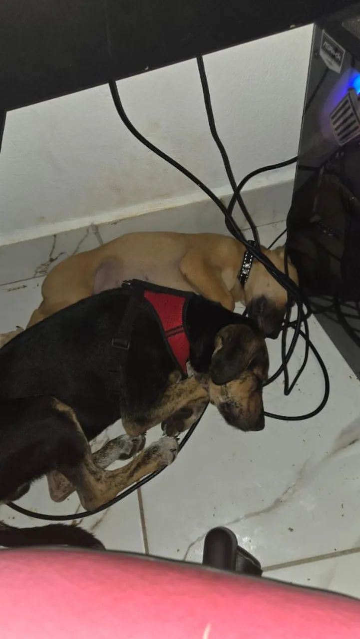 Filhote de cachorro macho  - Foto 2