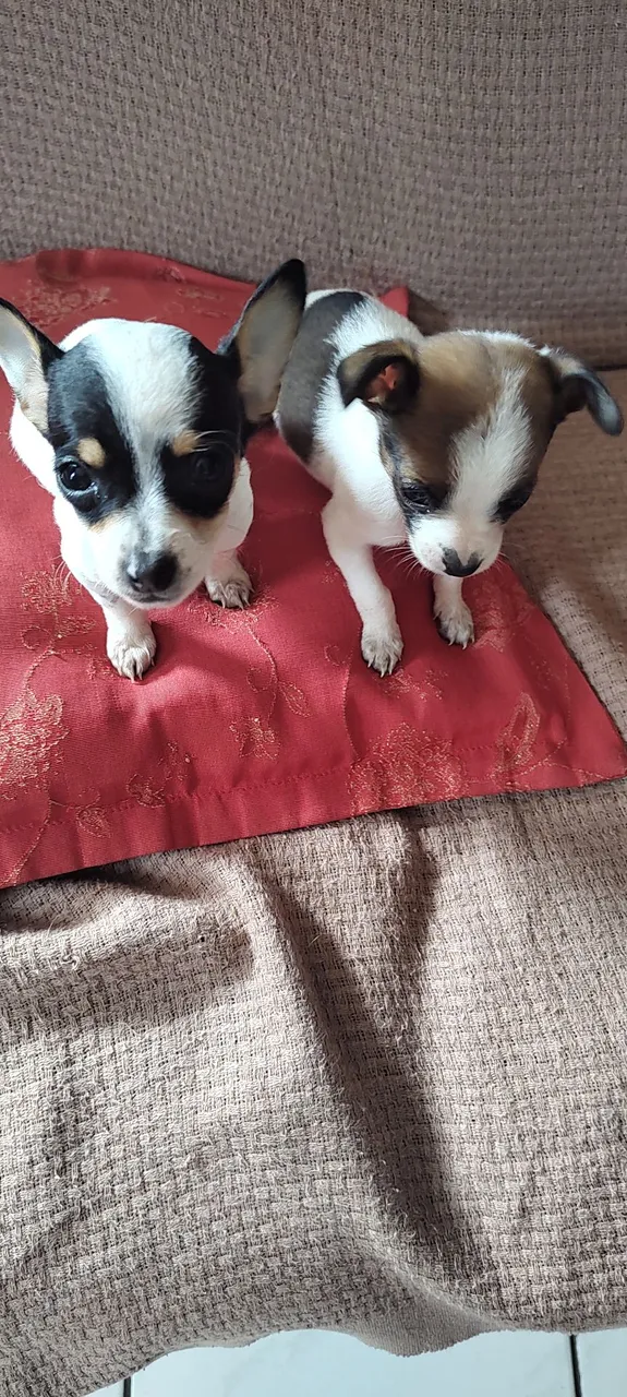 Pinscher branco 
