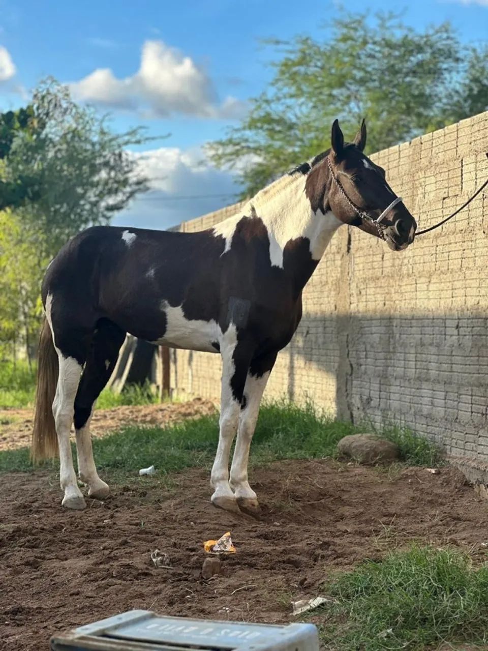Cavalo Pampa de preto - Foto 6