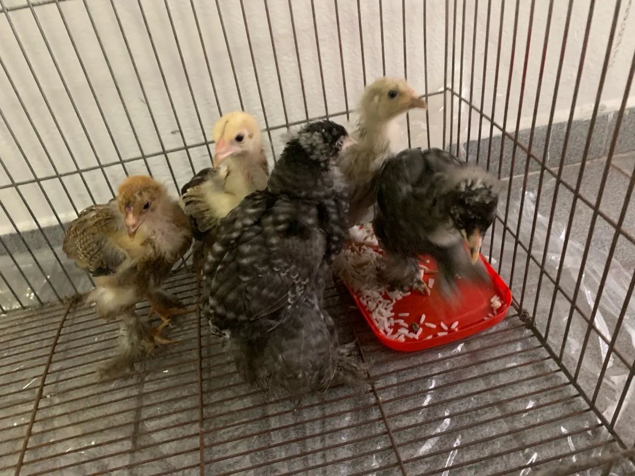 Franguinhos  - Foto 3