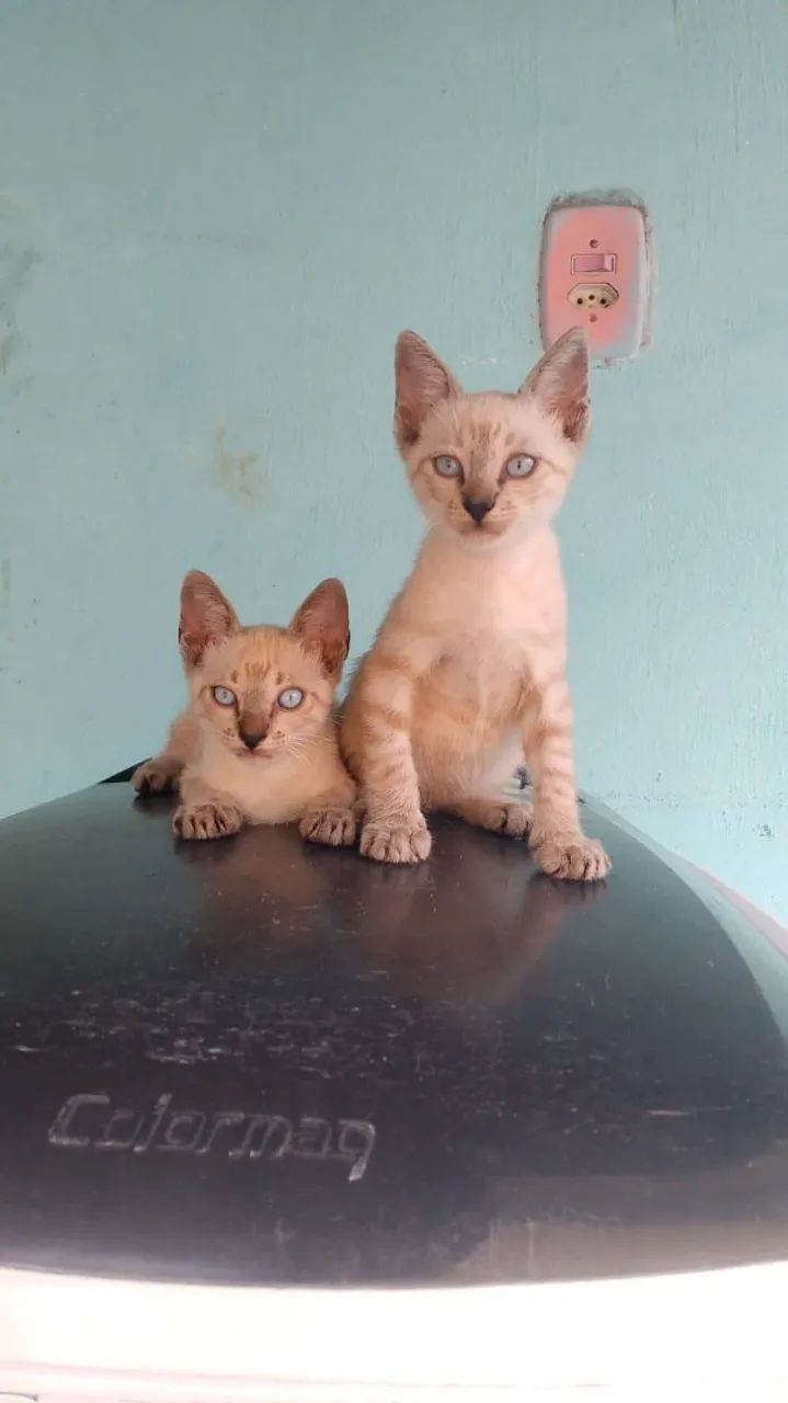 Lindos Gatinhos Siamês - Foto 3