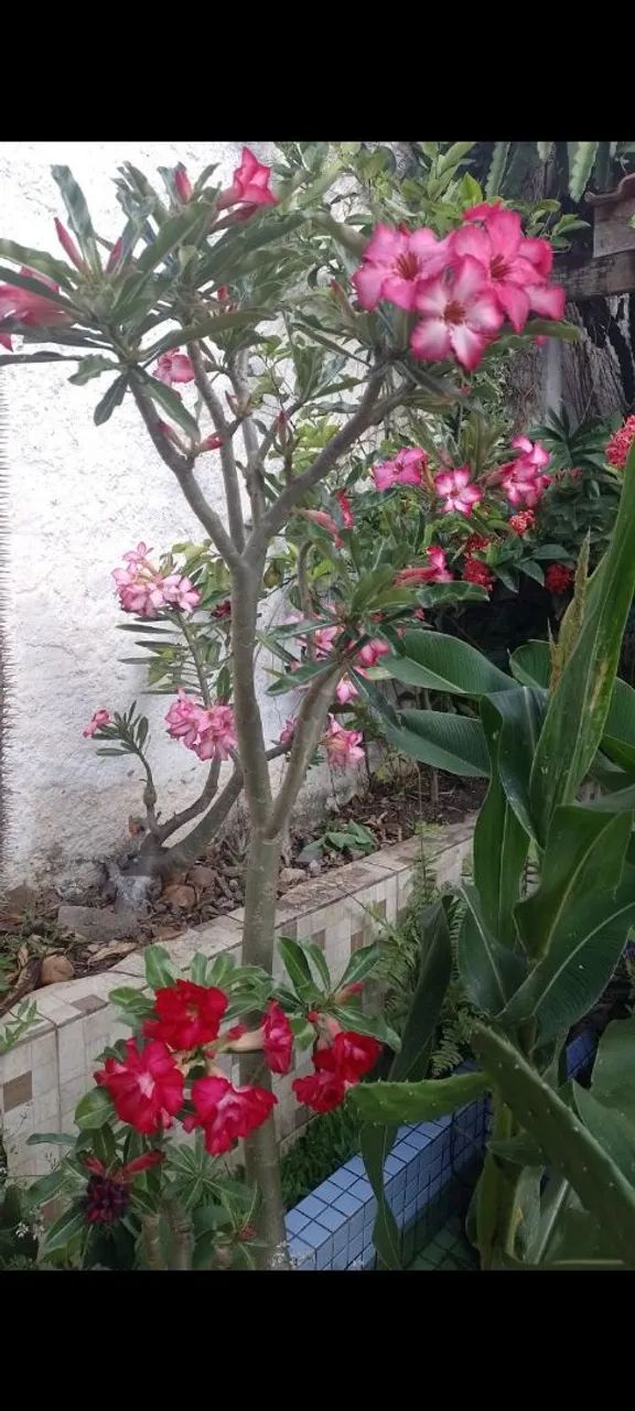 Rosas deserto  - Foto 6