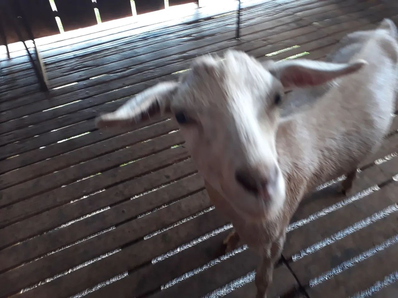 Cabritos para venda - Foto 2