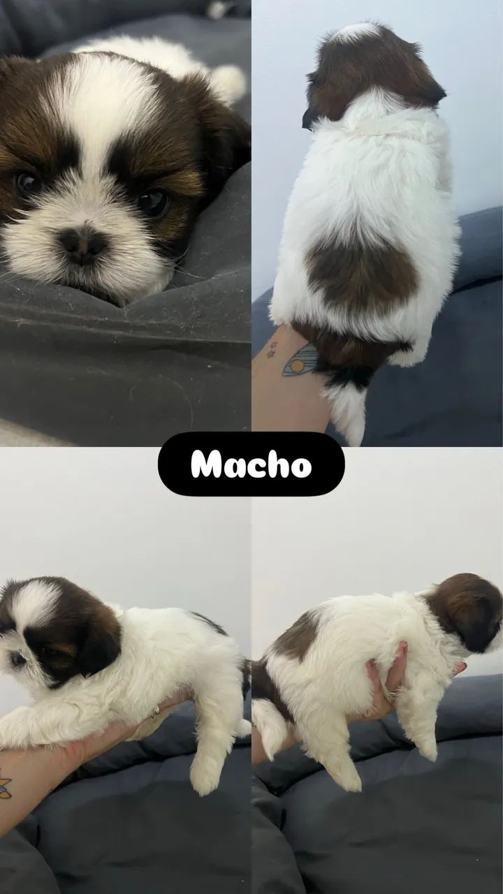 Filhotes de shitzu entrega imediata - Foto 2