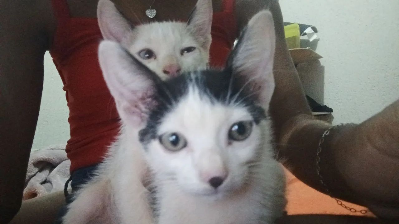 Doa-se Dupla de gatinhos macho  - Foto 3