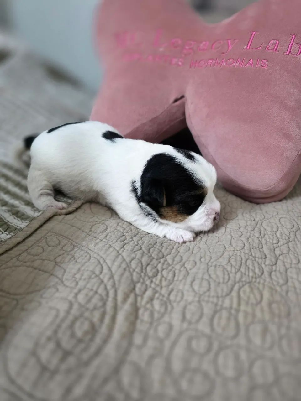 Venda de Jack Russel 
